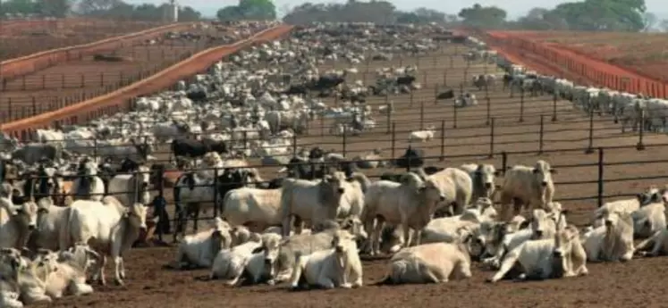 Les animaux prix en compte dans les contrats sont la catégorie type issue des ateliers brésiliens : zébus Nélore castrés, de 450 à 550 kilos vif, âgé au maximum de 42 mois.