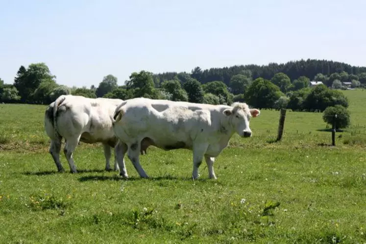 Elevage de Blanc Bleu Belge en Wallonie.