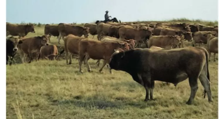 Comme ici au Kazakhstan, l'Ukraine dispose de créales de terres et de main d'oeuvre et affiche une réelle volonté de développer l'élevage.