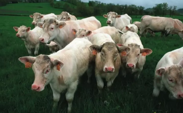 Limiter la présence d’animaux improductifs est un des moyens les plus efficaces pour améliorer
les performances de production
et environnementales.
