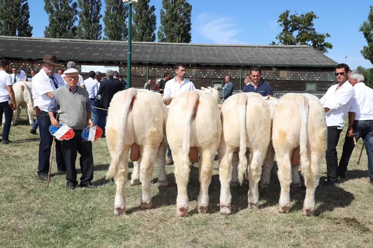 concours charolais veaux