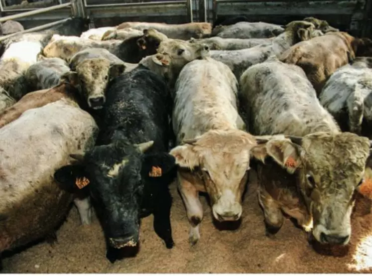 L’offre en maigre est trop conséquente 
à l’automne puis insuffisante au printemps surtout en Charolais et race rustiques.