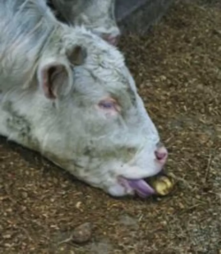 L'étranglement reste un risque très modéré. Les vaches croquent les pommes de terre au même titre qu'une betterave.