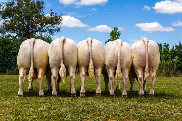 taureau charolais Gènes Diffusion taureaux génomiques 2020