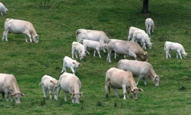 Des groupes de travail vont définir les critères du nouveau soutien à l'herbe et de la nouvelle aide aux fourrages. Les décisions doivent être prises au plus tard le 1 er août.