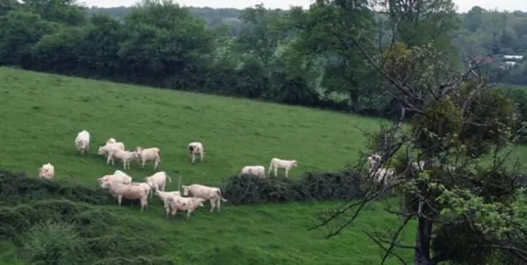 Les mâles peuvent être valorisés en filière bio soit en bœufs, en « barons » ou
en veaux sous la mère.