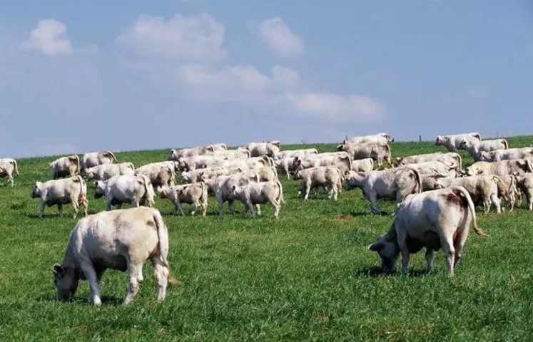 Une assurance multirisques pour prairie pourrait remplacer les indemnités versées par le FNGRA.