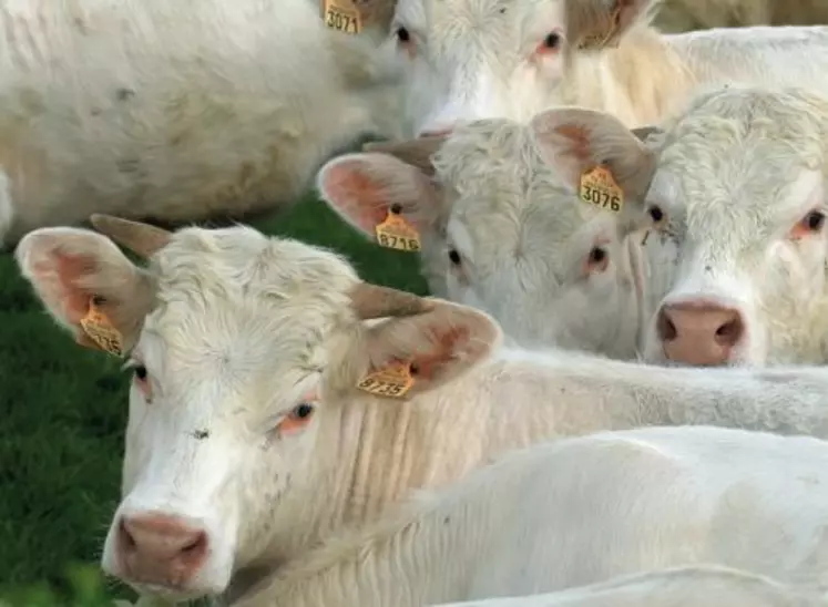 Un point clé : éviter les croissances à contretemps avec une valorisation nulle du pâturage et une ration hivernale à coût élevé.