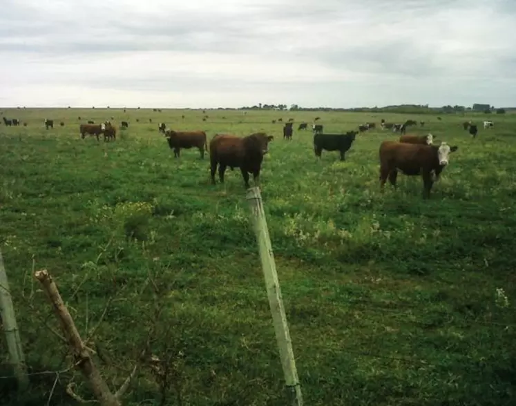 Le cheptel se compose de vaches pour la plupart croisées, avec une base de Hereford et des taureaux Angus rouge