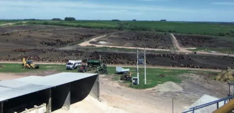 Les parcs 
du feedlot sont regroupés tout autour des silos 
et bâtiment de stockage.