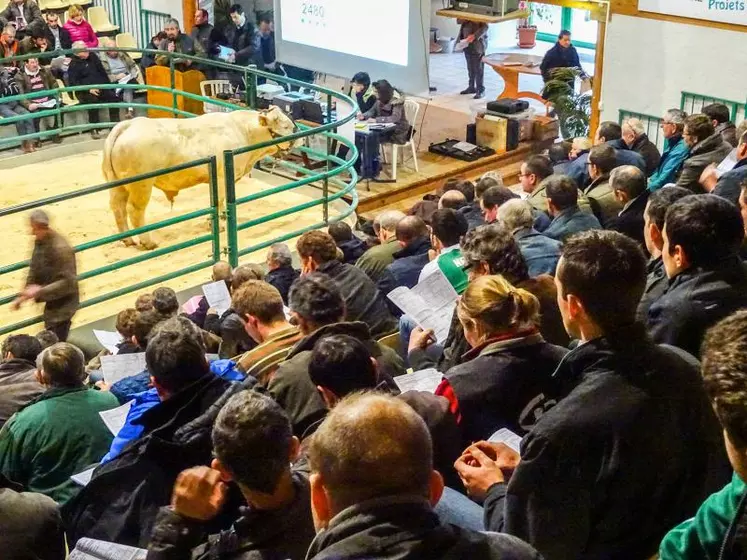 À la station du Marault à Magny-Cours, dans la Nièvre, une bonne quarantaine de taureaux sont évalués et vendus chaque année avec la volonté de retenir en priorité lors du recrutement des animaux prédisposés pour garantir des vêlages faciles.