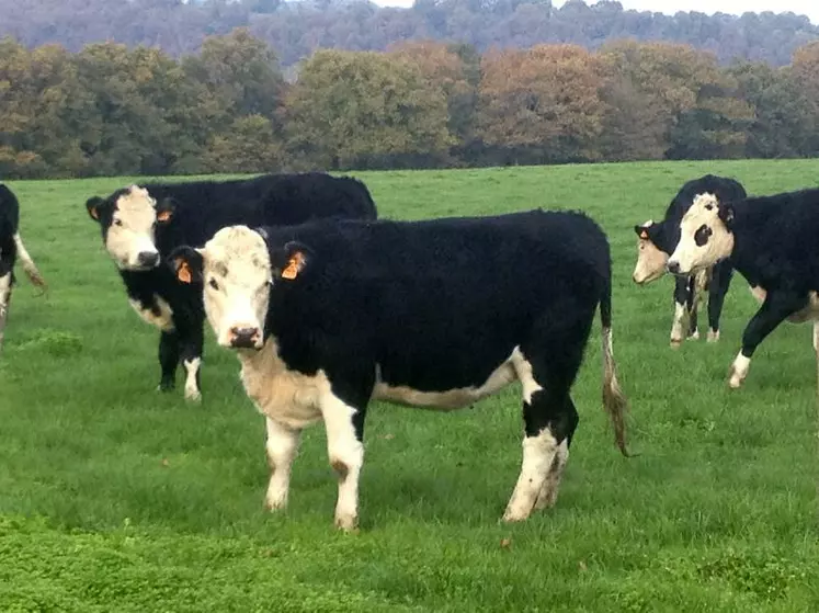 A la demande de Charal, EMC2 élevage développe une production de bœufs et génisses croisé Hereford après que ce schéma ait été au préalable favorablement testé dans l’ouest de la France.