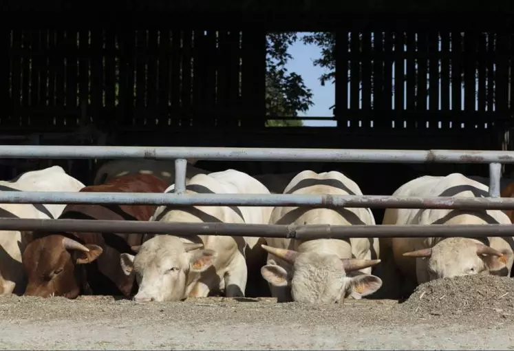 Le revenu des producteurs en bovins viande peut être très variable, en fonction de la dimension de l’exploitation, sa localisation, le type d’animaux produits et l’antériorité dans le métier.