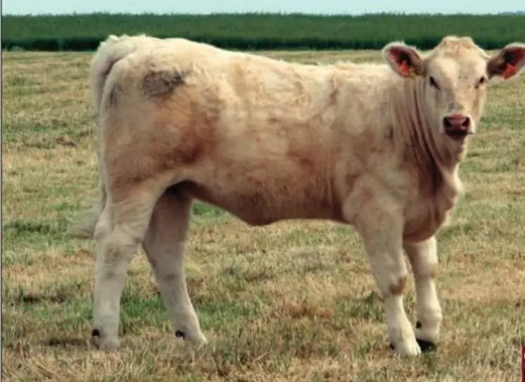 Broutarde charolasie génétiquement sans cornes.