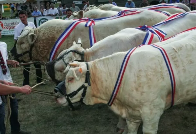 À côté des données chiffrées, la capacité à avoir un bon coup d’œil pour juger du devenir d’un animal reste essentiel pour le tri des animaux, que ce soit dans un concours ou sur un élevage.