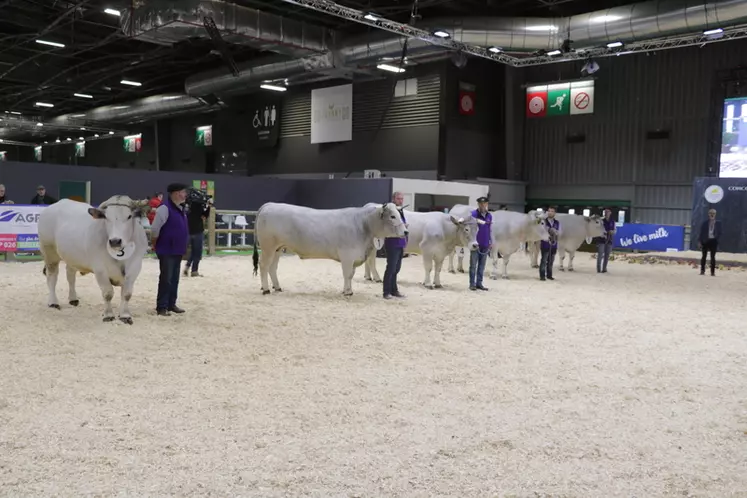 Cinq bœufs sous le signe officiel de qualité Label Rouge Gasconne des Pyrénées, âgés de trois à cinq ans, ont défilé sur le ring de présentation du Hall 1, au Salon de l'Agriculture. 