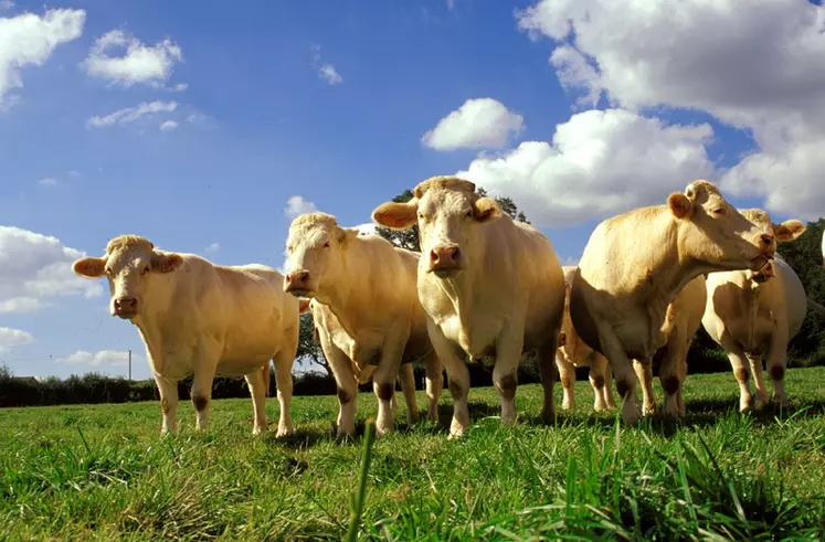 Pour le Salon de l'Agriculture, la filière charolais label rouge se mobilise pour rappeler au grand public toutes les valeurs que porte ce signe de qualité. 