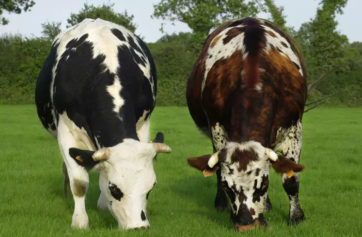 Les éleveurs de Normandes ont fait perdurer la production traditionnelle de bœufs et souhaitent aujourd’hui la faire reconnaître. © L’organisme de Sélection ...