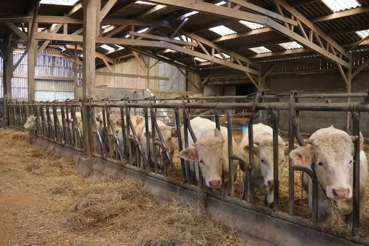 Les anciens bâtiments utilisés par le troupeau laitier ont été réaménagés. Le bâtiment principal a été agrandi. Le bâtiment des bœufs normands et des génisses de renouvellement sert aujourd’hui à l’hivernage des bœufs charolais. © C. Delisle