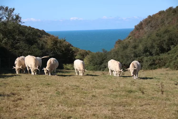 Stéphane Levasseur apprécie son cadre de travail, certaines de ses parcelles se situant en bord de côte. Il a pour certaines, vue sur les falaises d’Etretat. © C. Delisle