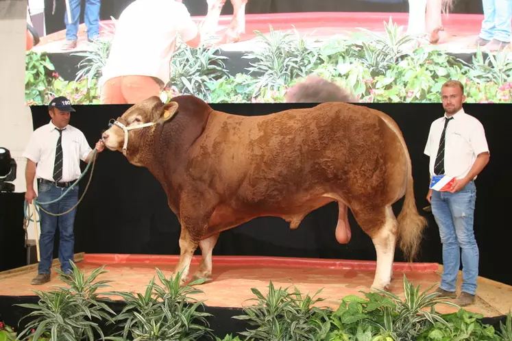 Prix d’honneur mâle adulte : Lano au Gaec Camus Père et fils (Haute-Vienne) © F. d'Alteroche