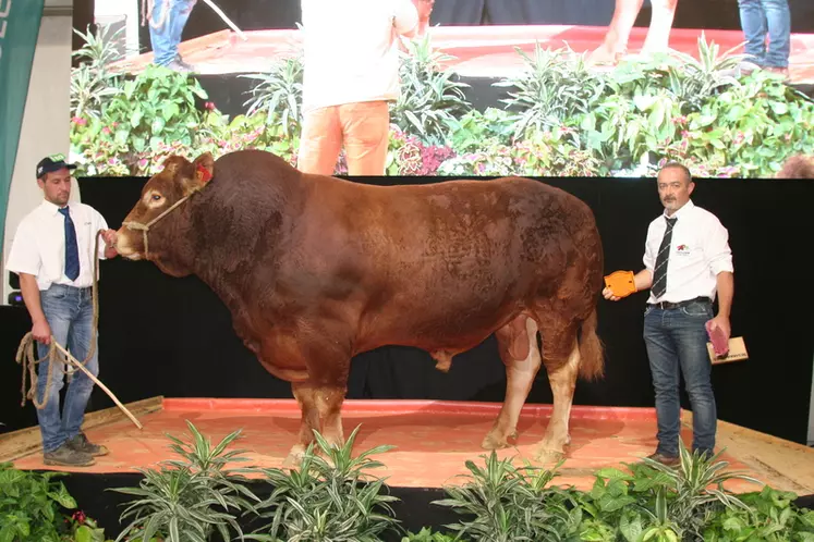 Meilleur reproducteur qualifié à Lanaud : Loyal à Philippe Deshoulieres (Haute-Vienne) © F. d'Alteroche