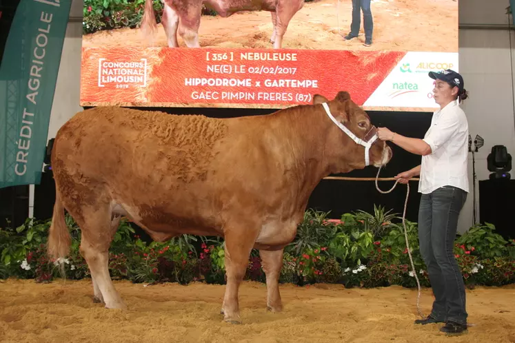 Prix d’honneur jeune femelle : Nébuleuse au Gaec Pimpin frères (Haute-Vienne) © F. d'Alteroche