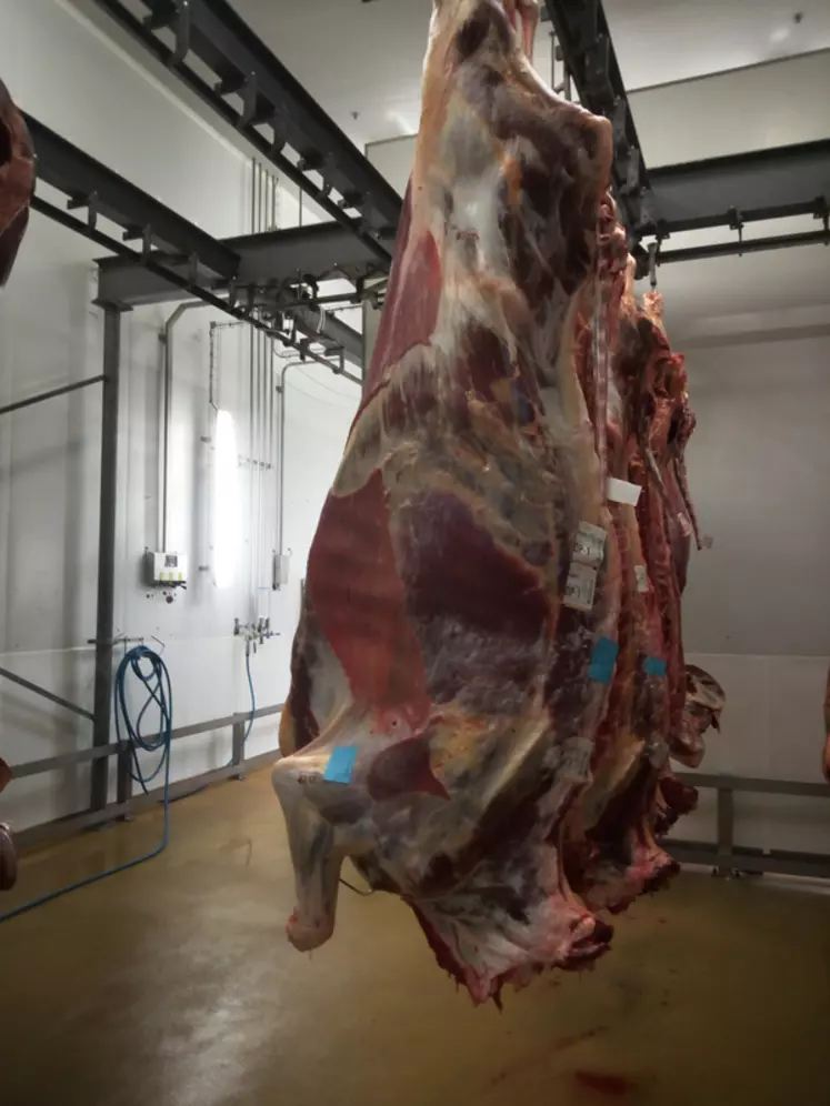 Des carcasses de laitières trop maigres avec alors une viande forcément de piètre qualité sont un frein supplémentaire à la consommation de viande bovine. © Elivia