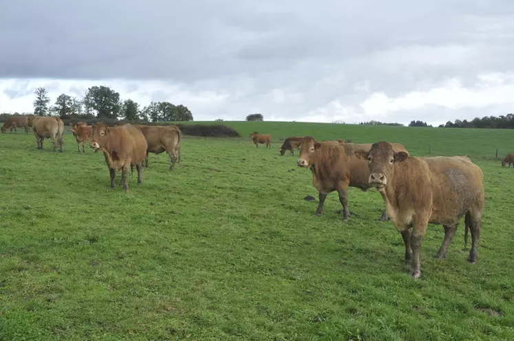 Les deux principaux lots de 30 vaches (triées selon le sexe des veaux) sont conduits en pâturage tournant dynamique avec une quinzaine de paddocks par lot (60 ares/vache). © B. Griffoul