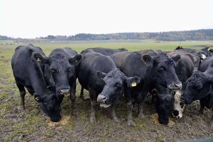 Chez Gustav et Heidi Rehnberg, le troupeau Angus est comme dans bien des régions d’herbe la seule façon de valoriser les prairies. © P. Bourgault