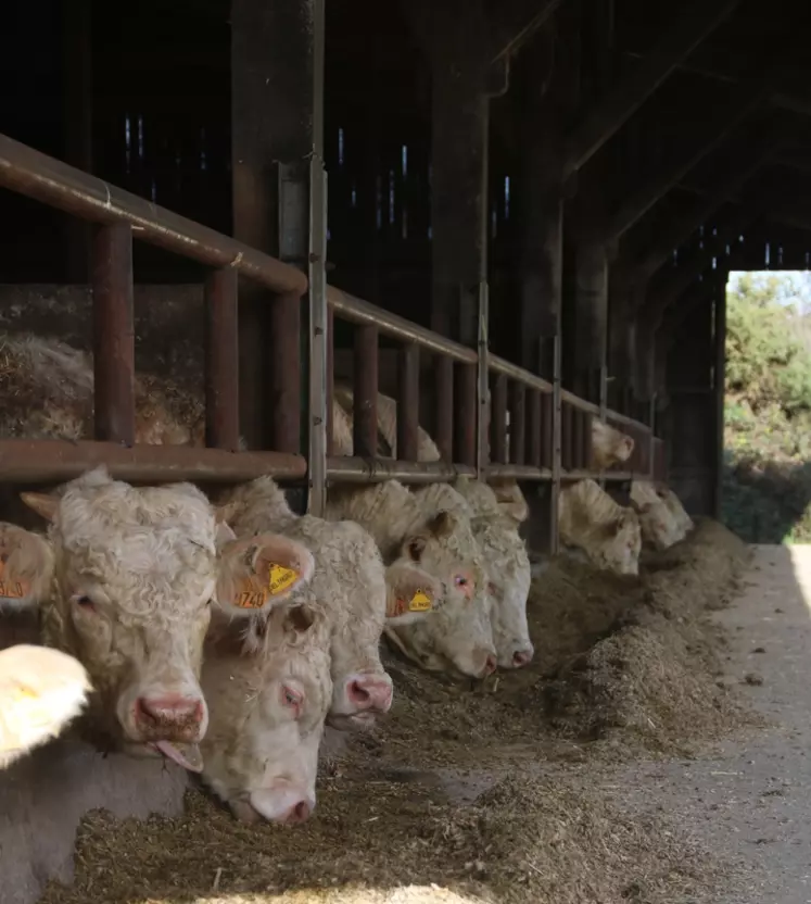 L’Orne est de loin le département normand le plus orienté sur la production de jeunes bovins en tonnage et en pourcentage. © C. Delisle