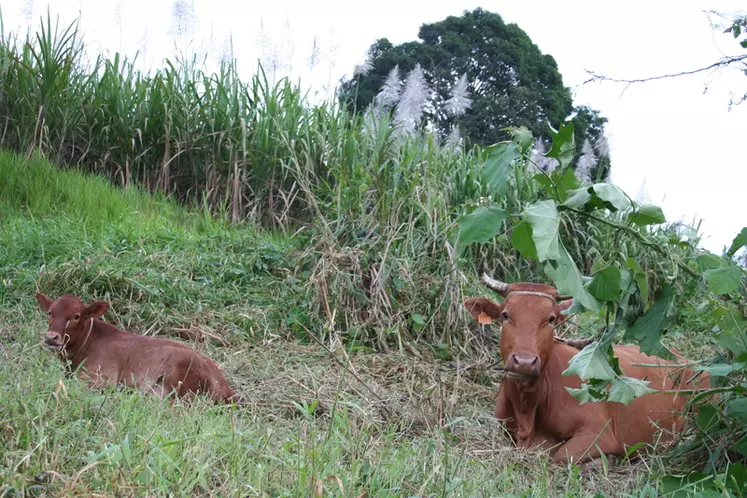 Attachés le long des parcelles de canne à sucre, les bovins guadeloupéens permettent de valoriser toutes les parcelles en herbe.  © F. d'Alteroche