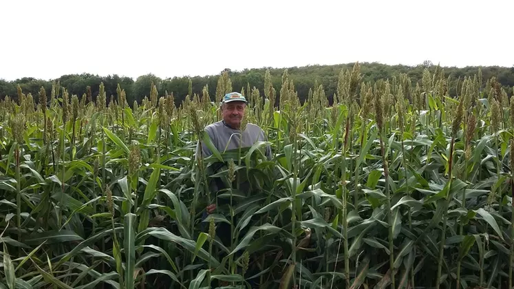 En 2019, dans une des parcelles à potentiel où un maïs serait possible sans irrigation, le sorgho cultivé sans ray-grass avant lui a donné 10,8 tMS/ha. © Chambre d'agriculture de la ...