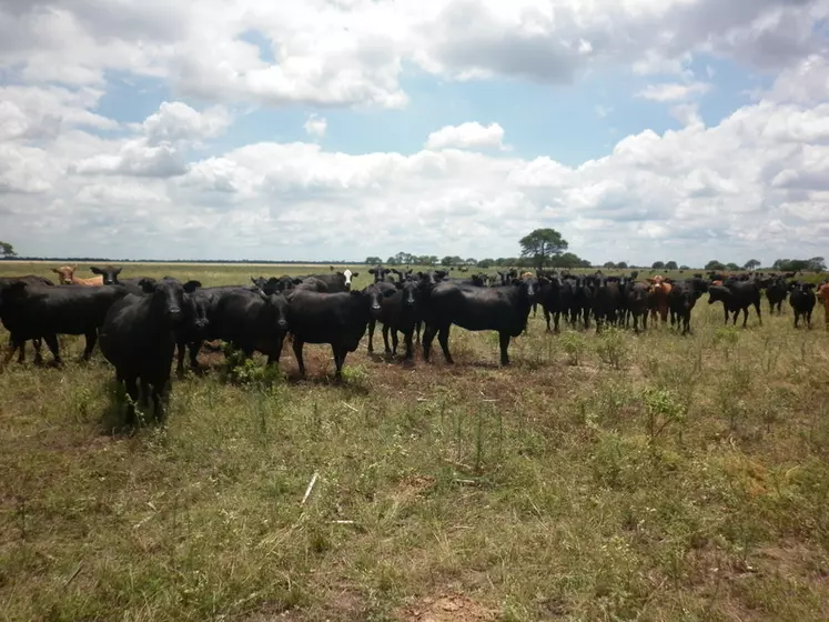 Un cheptel de vaches brangus élevé en extensif dans le département de Bandera, à Santiago del Estero © M.-H. André