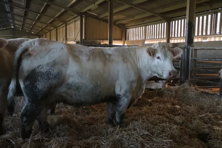 Herse (père : Bastion), l’une des très bonnes vaches du cheptel. Elle dispose d’un ALait de 115 et d’un IVMAT de 130. © C. Delisle