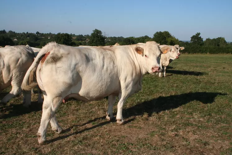 Sur une vache Charolaise, le rendement de découpe est de l’ordre de 71 % © F. d'Alteroche