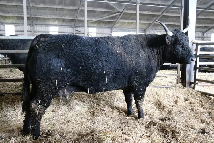 Cette vache noire également préparée pour Paris n’était que suppléante et est donc restée avec son veau dans le Cantal.  © F. d'Alteroche