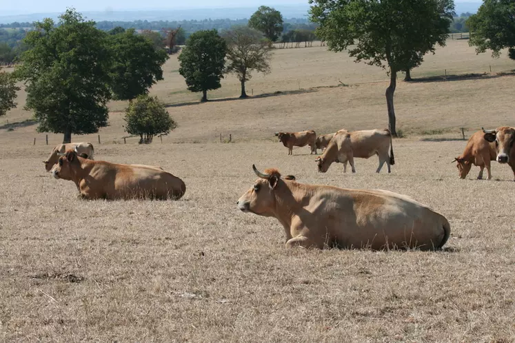 Les sécheresses estivales récurrentes font partie des données nouvelles qui incitent bien des éleveurs à mieux gérer l'herbe et le pâturage.  © F. d'Alteroche