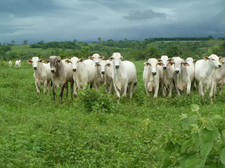 La situation dans les pays du Mercosur est loin d’être stable entre crise économique et crise sanitaire. Toutefois, exportations et production ne semblent pas en pâtir pour l'instant... © Idele