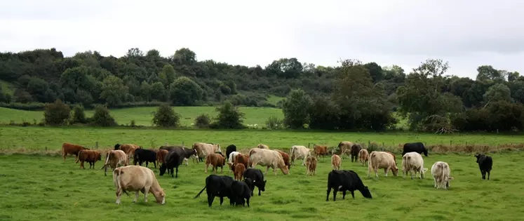 La situation concernant le Brexit demeure complexe et inconnue pour les exportateurs de bœufs irlandais. © C. Delisle