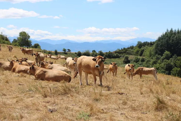 En été, les lots de vaches taries ne sont pas complémentés mais utilisent de l'herbe sur pied plus ou moins desséchée dont le niveau qualitatif est suffisant pour des Aubrac en fin de gestation.  © F. d'Alteroche