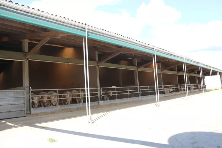 L’ancien bâtiment d’engraissement des porcs sur paille (96 places) a été réaffecté aux taurillons en 2009-2010. Haut de plafond, la ventilation est plus adaptée pour cette production. Des filets brise-vents ont été installés au bout de la table d’alimentation pour réguler l’air. © C. Delisle