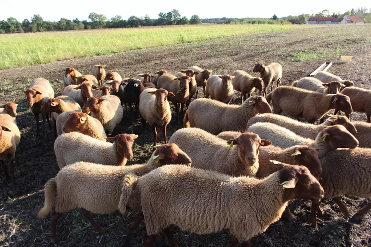 Les agneaux solognots en phase d'engraissement.  © S. Bourgeois