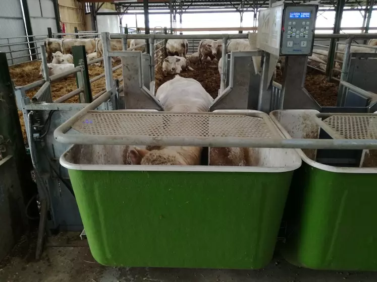 Les mesures d’ingestion peuvent être faites avec des rations complètes à base d’ensilage distribuées dans des auges peseuses ou avec un aliment condensé mis à disposition par un distributeur automatique de concentrés (DAC). © Institut de l'élevage
