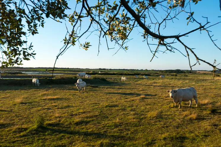 Bertrand Devineau, 95 vaches allaitantes charolaises, naisseur-engraisseur dans les marais de la Payré à Talmont-Saint-Hilaire, en Vendée. © V. Joncheray