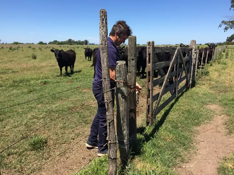 Même si celle-ci est en fin de carrière, les clôtures à fil lisse sont caractéristiques des élevages argentins et ont la particularité d’être souvent entretenues par des artisans descendants d’immigrés basques. © M-H André