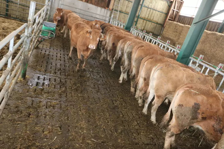 Les vaches stationnent toute la matinée sur les caillebotis ce qui favorise la descente des bouses et limite le temps au cours duquel elles vont piétiner la litière.  © F. d'Alteroche