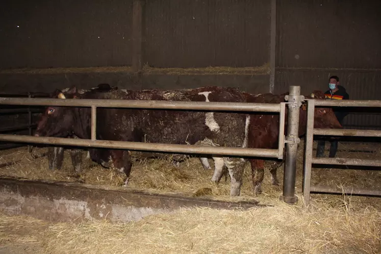 Cette vache de 3 ans arrivant en fin de finition a élevé un veau et donnera 490 kilos de carcasse environ. © S. Bourgeois