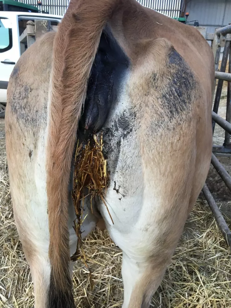 Cette vache avait tous les signes caractéristiques de la vache prête à vêler : ligaments « cassés »,  glaires « gras » et queue légèrement levée. © S. Cercelet