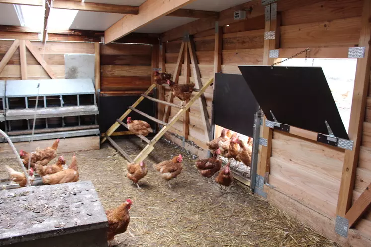 Benoît Dazy vient de reprendre un petit atelier de 250 poules pondeuses d’une productrice qui vendait sur le même marché que lui  et a cessé son activité. Il a autoconstruit pour elles un bâtiment en bois. © S. Bourgeois
